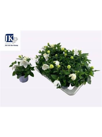 PLATYCO GR ASTRA WHI