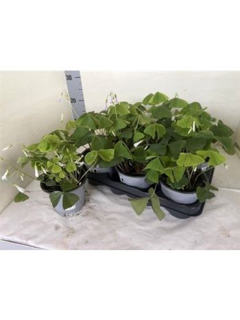 OXALIS TRIANGULARIS