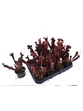 SARRACENIA MIX