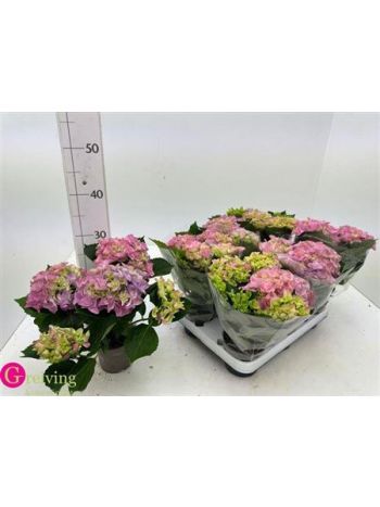 HYDR M 3+ EARLY ROSA