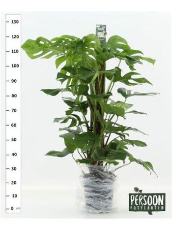 MONSTERA PERTUSUM