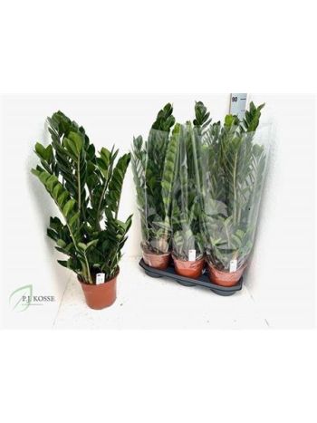 ZAMIOCULCAS ZAMIIFOL