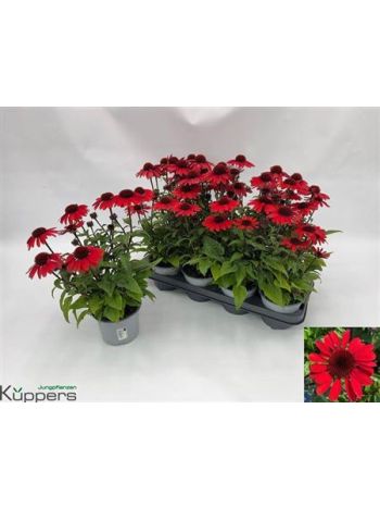 ECHINACEA