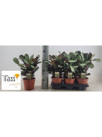 CTENANTHE AMAGRIS