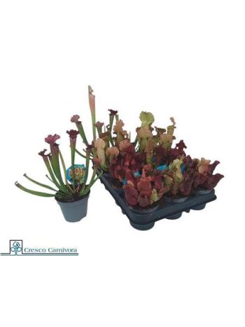 SARRACENIA MIX