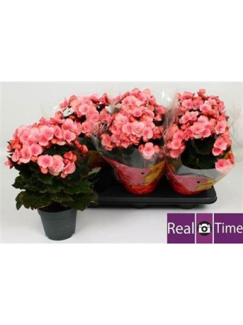 BEG DU MO 2 JOY PINK