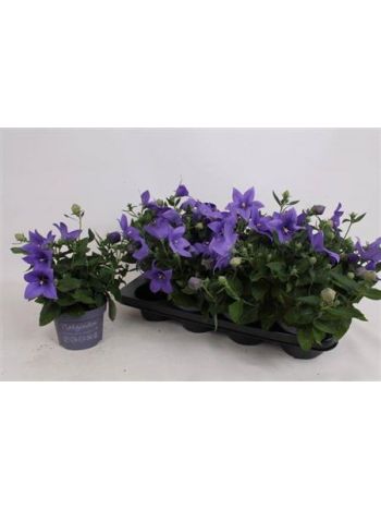 PLATYCO GR ASTRA BLU