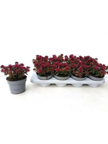 SEDUM SPU SPOT D ROS