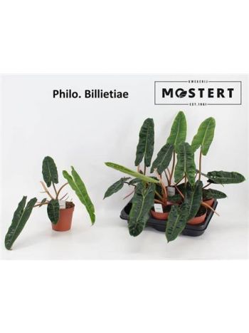 PHIL BILLIETIAE