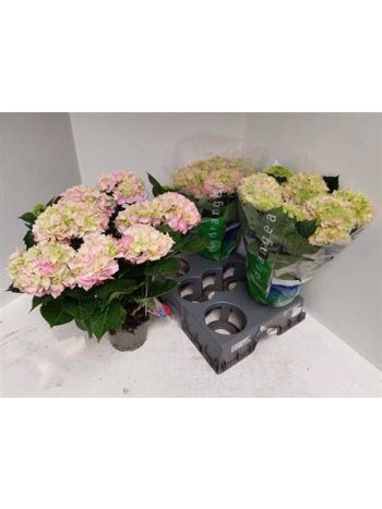 HYDR M 7+ ANKONG PINK