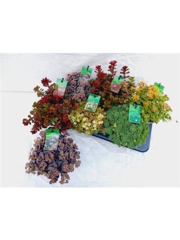 SEDUM GEM
