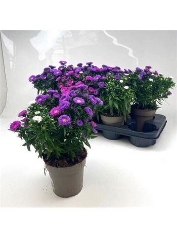 ASTER M LADY GEM POT