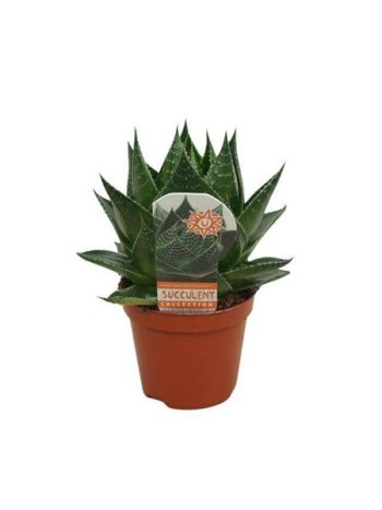 ALOE COSMO