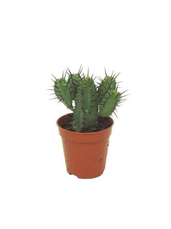 EUPHORBIA ENOPLA
