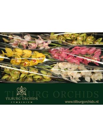 CYMB T *6 GEM 80CM