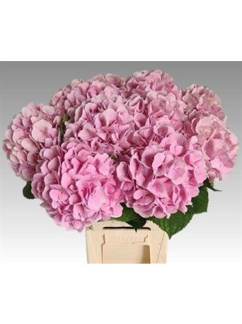 HYDR M VERENA 60CM