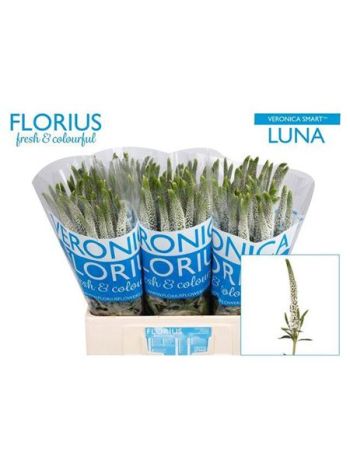 VERON SMART LUNA