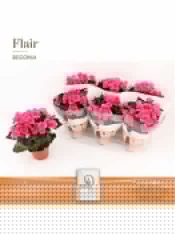BEG HL ADONIA PINK