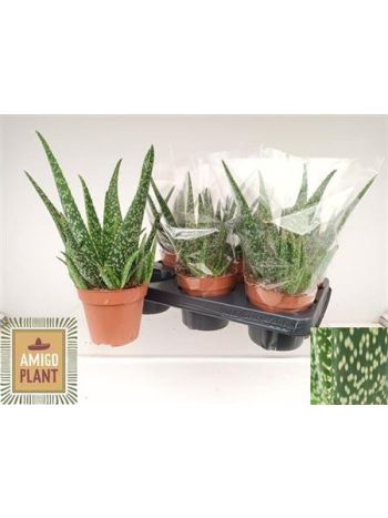 ALOE TROPICAL