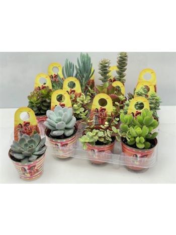 SUCC MIX POTCOVER