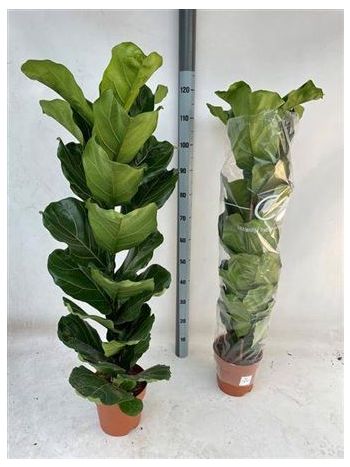FICUS LYRATA