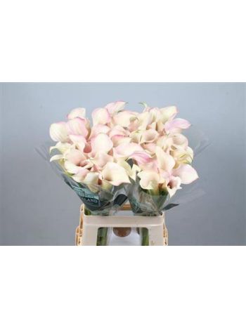 ZANT CAPT ROSETTE 65CM