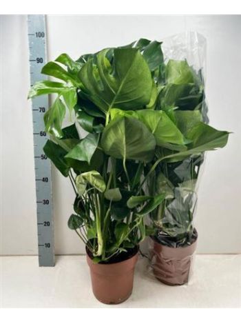 MONSTERA DELICIOSA