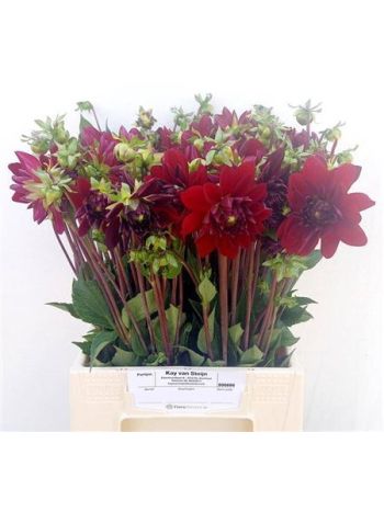 DAHL ARABIAN NIGHT 45CM