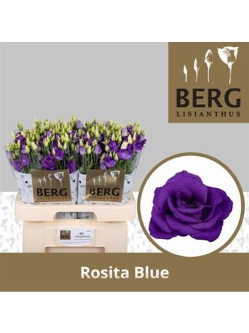 EUS G ROSI BLUE