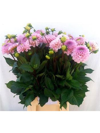 DAHL BALL WIZZ OF OZ 55CM