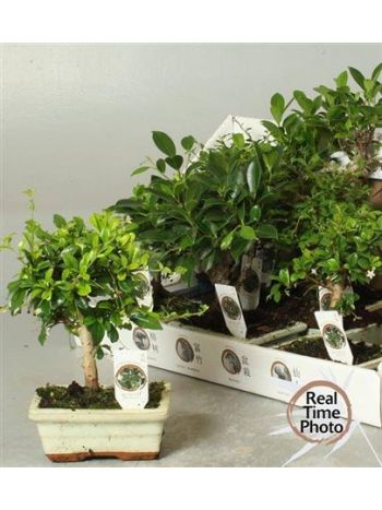 BONSAI GEM