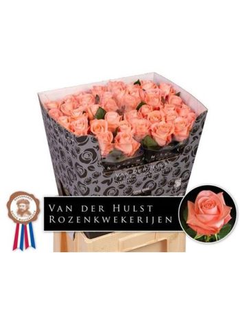 R GR LIESBETH 70CM