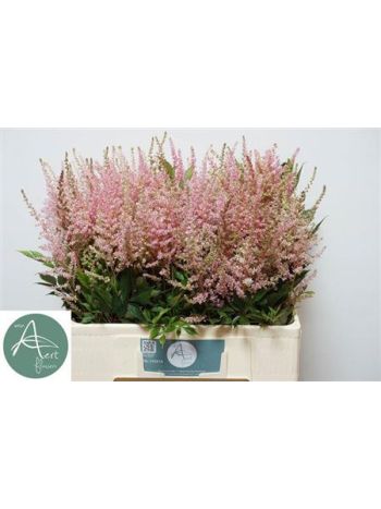 ASTIL AR ERIKA 60CM