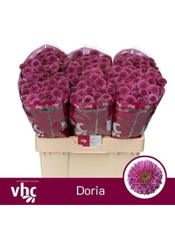 CHR SAN AAA DORIA