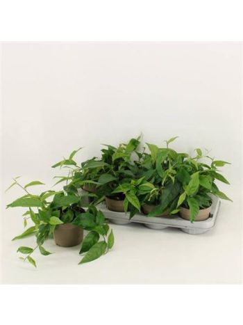 FICUS SAGITTATA GREEN