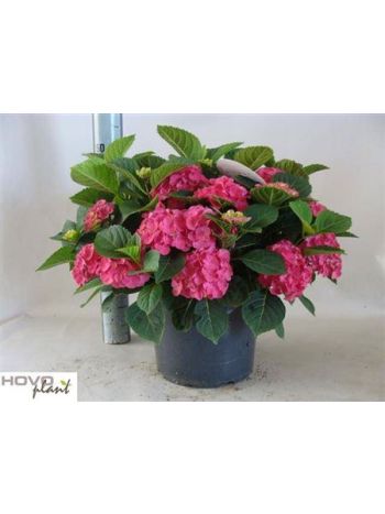 HYDRAN 10+ MA NINGBO