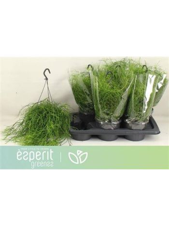 RHIPSALIS BA OASIS