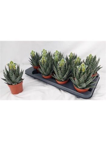 ALOE TIKI TAHI