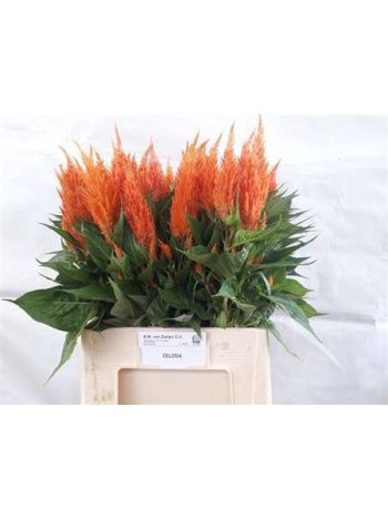 CEL P APRICOT BRANDY 70CM