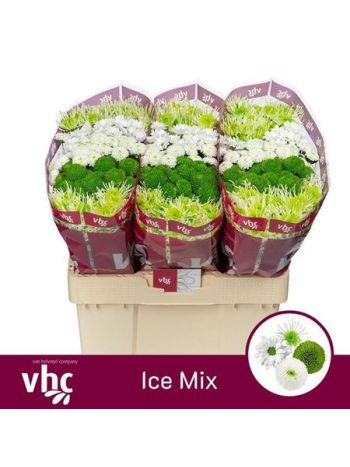 CHR SAN GEM - ICE
