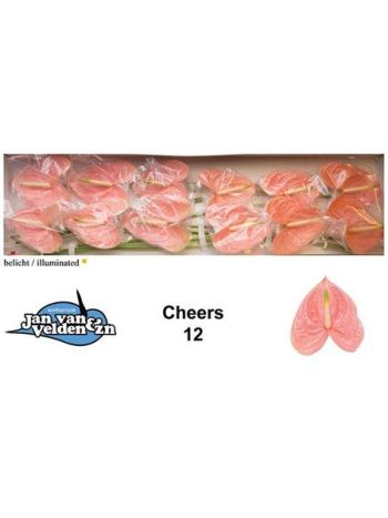 ANTH A CHEERS *12