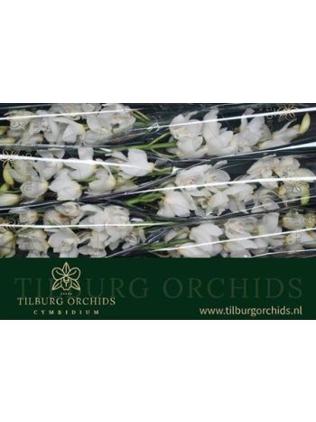 CYMB T  *6 EARLY WHITE 80CM