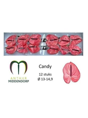 ANTH A CANDY *12