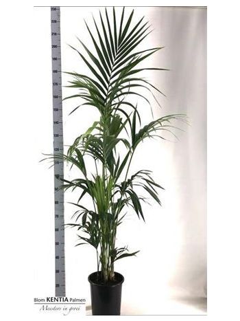 HOWEA FORSTERIANA