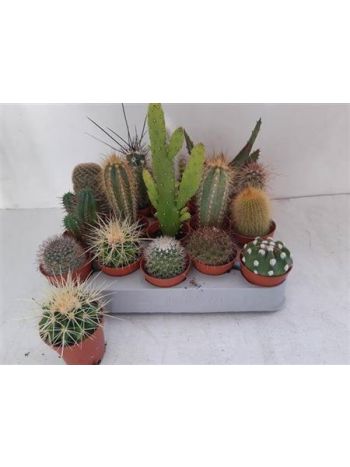 CACTUS GEM*20