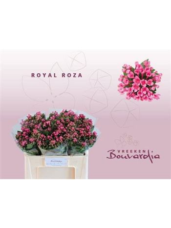 BOU EN ROY ROZA 50CM