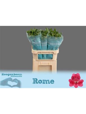 ALSTR ROME