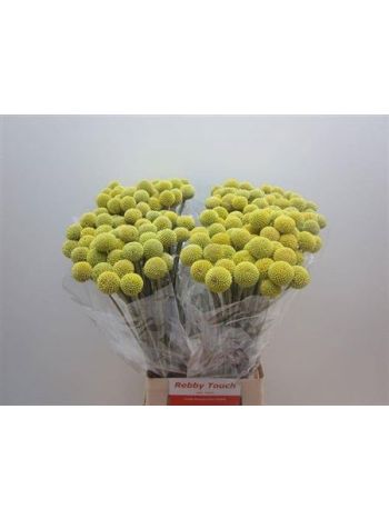CRASPEDIA 60CM