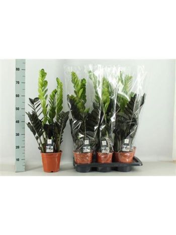 ZAMIOCULCAS RAVEN