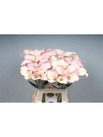 ZANT BLUSHING LADY 65CM
